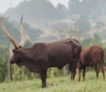 Abatunda ente ezitali ngemese kirwadde kya kalusu bakusibwa emyaka 7