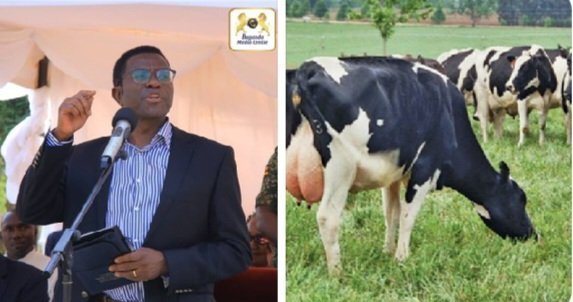 Buganda etandiseewo enteekateeka y’Ente ya Kabaka – yakwongera obugimu mu ttaka n’okutumbula endya ennungi mu baana