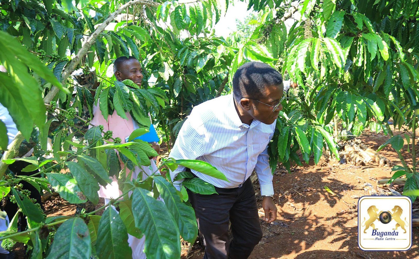 Buganda etongozza Mmwanyi Terimba sizoni 2 eya 2024 – bwagala government eyongere ensimbi mu bintu ebibukulaakulanya