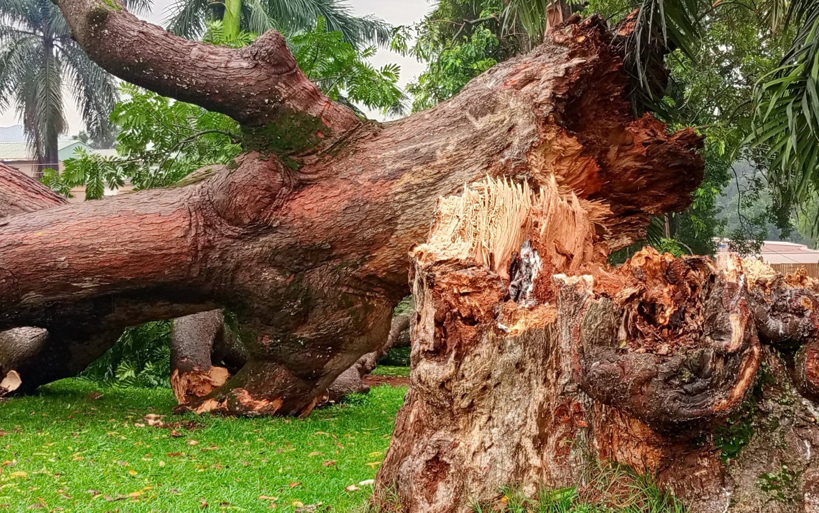 Buganda ezzizaawo omuti ogw’ebyafaayo – Ssakabaka Muteesa I weyatuula okuyita abazungu okuleeta ebyenjigiriza mu Uganda