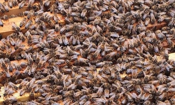 Enjuki zisse abaana 2  e Bukomansimbi – omulala asimattuse