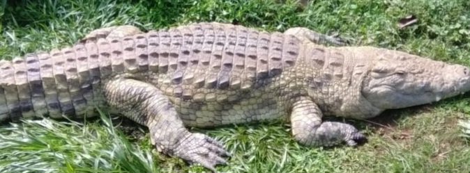 Ggoonya eridde omukazi abadde agenze okusena amazzi – ku mwalo gwe Ntuuwa