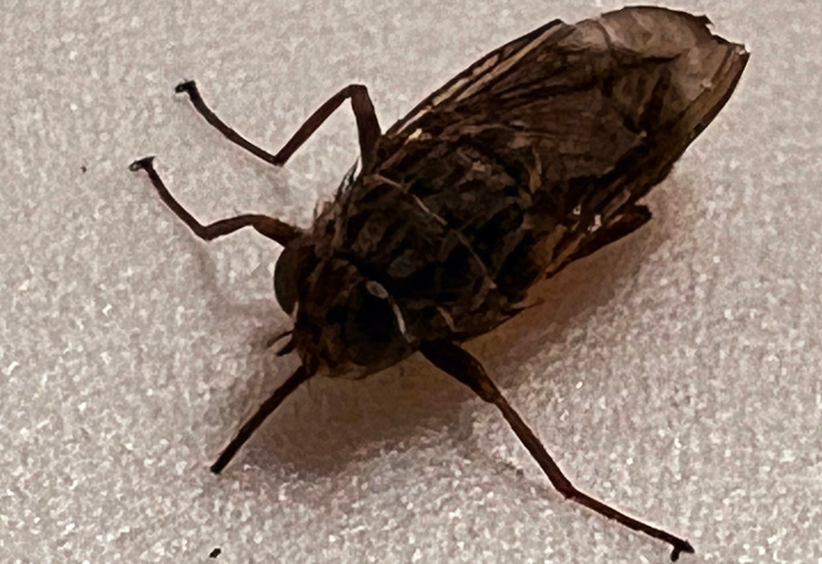 Obulwadde bwa Mongoota buzzeemu okulumba abantu e Mayuge