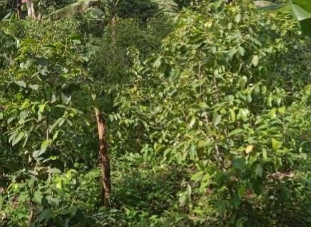 Okulima enjaga oba amayirungi – olina kusaba lukusa okuva mu ministry y’ebyobulamu