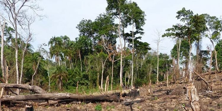 Ekibira ekisaanyiziddwawo e Gomba kitabudde abakulembeze