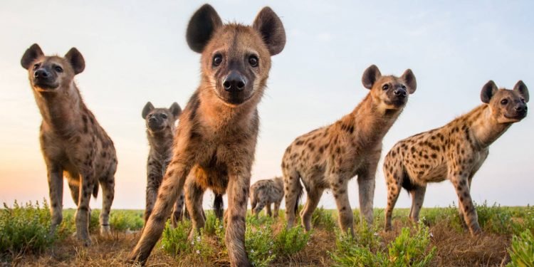 Olunaku lw’ensi yonna olw’okukuuma empisi lukuzibwa leero – empisi ziriko eddagala era ziriibwa