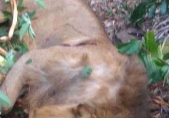 Abantu bana bapooca n’ebiwundu empologoma ebagajambudde – ekubiddwa ebyasi ebijitiddewo