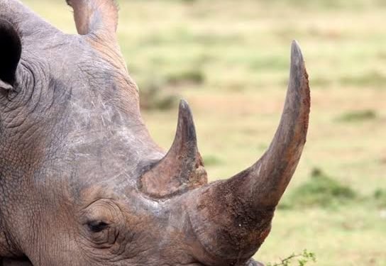 Munnansi wa Yemen akwatiddwa n’amasanga g’enkula ng’afuluma Uganda