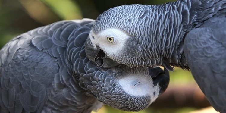 Enkusu –  ekinyonyi ekirina omukwano ogwékimmemmette