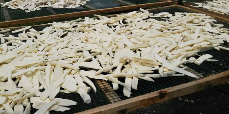 CBS Nsonga fans club bongedde amaanyi mu kulima n’okwongera omutindo ku muwogo