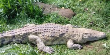 Ggoonya ziridde abantu 8 e Mayugwe