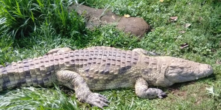 Ggoonya ziridde abantu 8 e Mayugwe