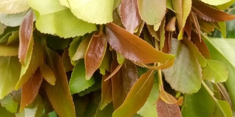 Kooti esazizaamu omusango gw’okulima enjaga n’amayirungi mu Uganda