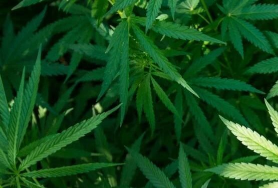 Ministry y’eby’obulamu ekomyawo etteeka ly’enjaga n’amayirungi mu parliament – ababadde bakyakyankya balabuddwa amateeka amalala gakubakwata