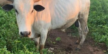 Abateeberezebwa okuba ababbi b’ente batemeddwako emitwe