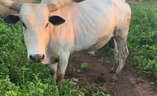 Abateeberezebwa okuba ababbi b’ente batemeddwako emitwe