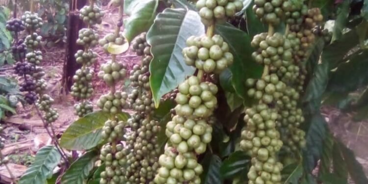 Obubbi bw’emmwanyi bweyongedde mu bitundu by’e Masaka – abalina emisiri abamu kati bazikuuma na mmundu