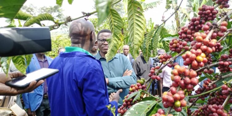 Katikkiro Mayiga awabudde abakyala n’abavubuka – mwenyigire mu kulima emmwanyi