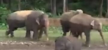 Eggana ly’enjovu lizinzeeko ekyalo mu Kyotera – abantu bali mu ddukadduka