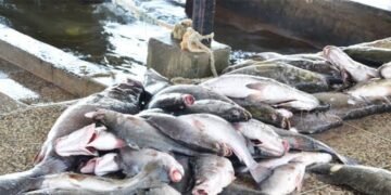 Government yegaanye eby’amagye ga UPDF okwenyigira mu buvubi