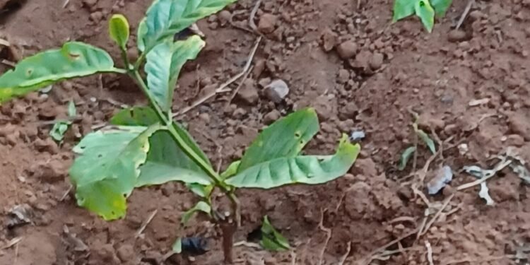 G- 25 Africa Coffee summit – abakulembeze b’amawanga ga Africa batudde mu Kampala okusalawo ku nsonga z’okulima emmwanyi