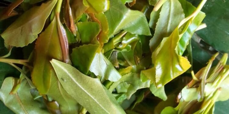 Abatunda enjaga n’amayirungi – bakusibwa emyaka 20