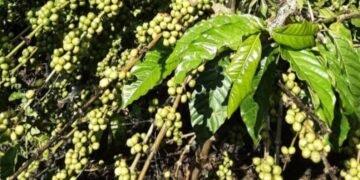 Ensimbi ezissibwa mu by’obulimi n’obulunzi zisaliddwako mu mbalirira ya 2024/2025