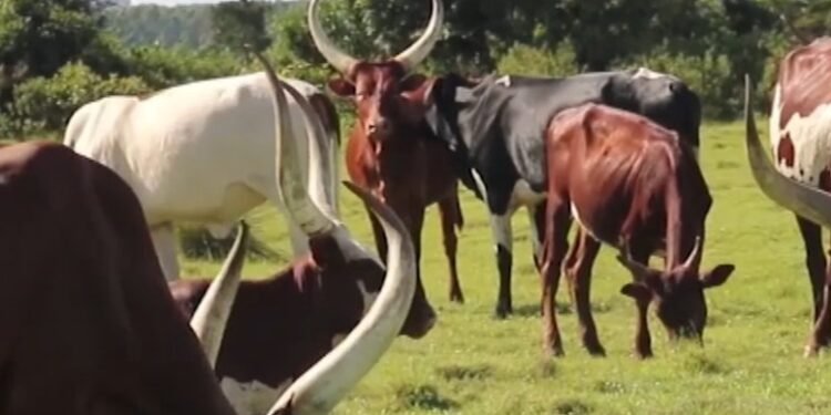 Eddagala erigema kalusu e Ssembabule litabudde abakulembeze – RDC alagidde police enoonyereze ku basawo b’ebisolo