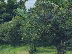 Abalimi b’amayirungi tebamanyi kiddako ku misiri gyabwe gyebaalima – ng’etteeka erigawera terinayisibwa