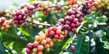 Police e Bukomansimbi ekutte 2 abagambibwa okutta omuntu ateeberezebwa okubba emmwanyi ku misiri