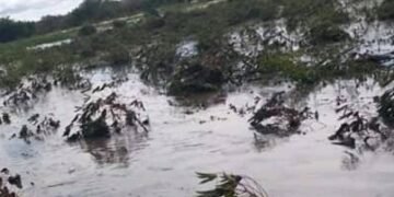 Enkuba egoyezza Bunjakko ne Muduuma – ebirime bikulugguse