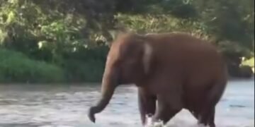 Abe Bussi balaajana lwa nvubu zisse bannabwe – basabye UWA ebataase