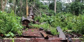 Simba omuti leero weeyunge ku lutalo lw’okukkakkanya ekibuguumirize ekiyitiridde