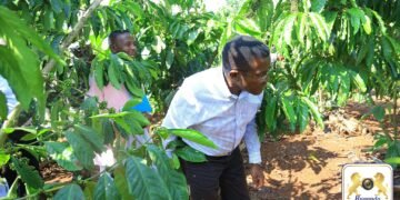 Buganda etongozza Mmwanyi Terimba sizoni 2 eya 2024 – bwagala government eyongere ensimbi mu bintu ebibukulaakulanya