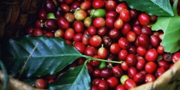 UCDA eyimirizza abasuubula emmwanyi mu Busoga okumala ennaku 45 – omutindo gugudde