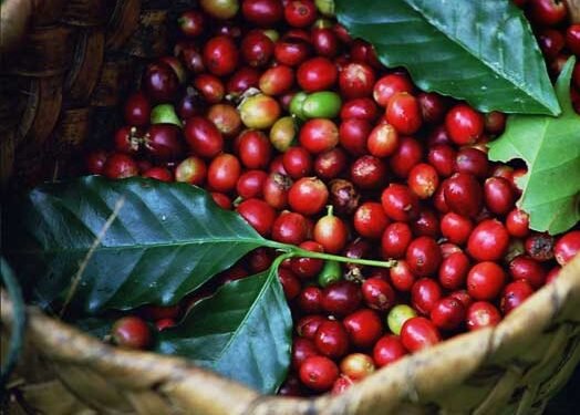 UCDA eyimirizza abasuubula emmwanyi mu Busoga okumala ennaku 45 – omutindo gugudde