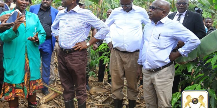 Abalimi b’emmwanyi e Kabula baloopedde Katikkiro ebizibu byebasanga – beraliikirivu olw’okuggyibwawo kwa UCDA