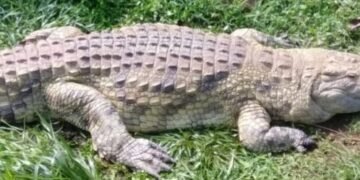 Ggoonya eridde omukazi abadde agenze okusena amazzi – ku mwalo gwe Ntuuwa