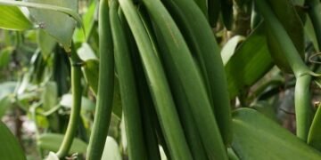 Ab’e Kalungu baweze okutunda Vanilla ku Sunday