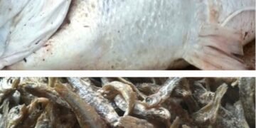 Eby’obufuzi ebyetobese mu mulimu gw’obuvubi – by’ongedde okutabula abavubi b’Empuuta n’abavuba mukene e Ssese