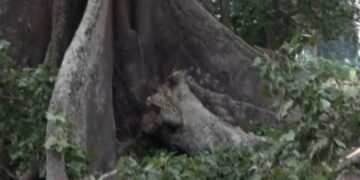 Nakayima asse 4 e Mubende – abalala 8 bapooca