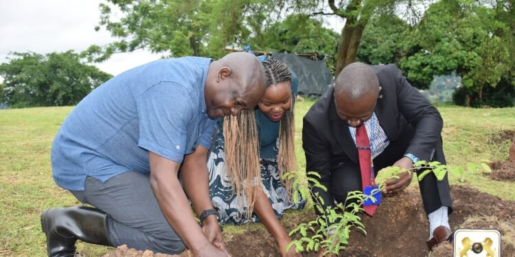 Enkuluze ng’akolagana ne Centenary bank batandise okusiimba emiti egy’ebyafaayo mu lubiri lwa Kabaka olw’e Nkoni- emiti 2500 gyejigenda okusiimbwa