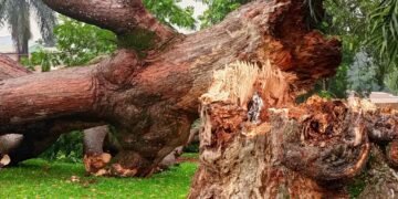 Buganda ezzizaawo omuti ogw’ebyafaayo – Ssakabaka Muteesa I weyatuula okuyita abazungu okuleeta ebyenjigiriza mu Uganda