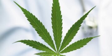 Kampuni 20 zezaakaweebwa licence okutandika okulima enjaga esobola okukolebwamu eddagala mu Uganda