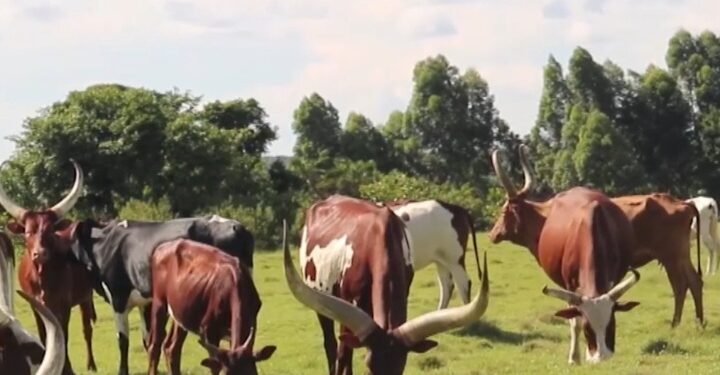 Okulwanyisa kalusu okwetoloola Uganda – district ye Ssembabule efunye ddoozi emitwalo 16