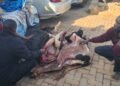Police ekutte abantu 3 mu Kampala- bakwatiddwa n’ennyama y’ente eteeberezebwa okuba ey’ente enzibe