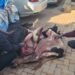 Police ekutte abantu 3 mu Kampala- bakwatiddwa n’ennyama y’ente eteeberezebwa okuba ey’ente enzibe