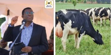 Buganda etandiseewo enteekateeka y’Ente ya Kabaka – yakwongera obugimu mu ttaka n’okutumbula endya ennungi mu baana